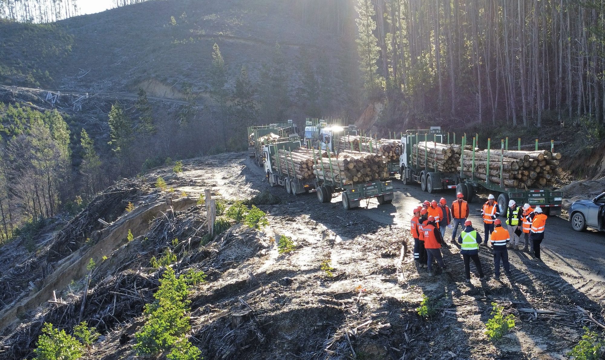 Flota de camiones forestales en ruta