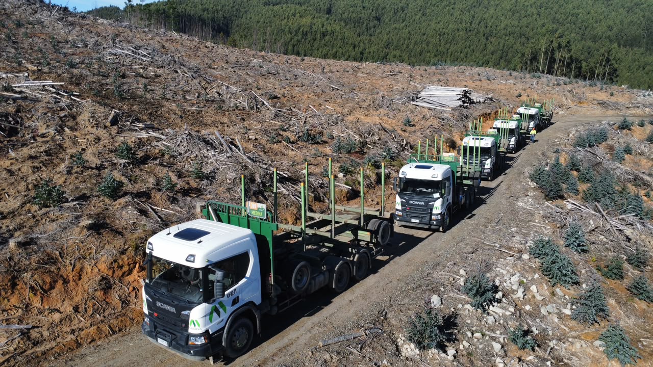 Convoy de camiones en faena forestal
